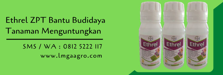 zpt,ethrel,bayer,budidaya tanaman,pertanian,petani,hormon,lmga agro