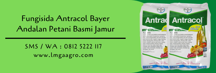 fungisida,fungisida antracol,pestisida,hama tanaman,budidaya tanaman,petani,lmga agro