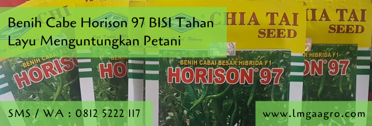 benih cabe Horison 97,cabe Horison 97,budidaya cabe,benih cabe,petani,lmga agro