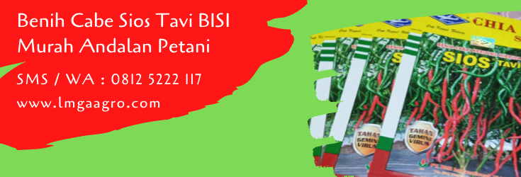 benih cabe sios tavi,cabe sios tavi,benih cabe,cabe keriting,budidaya cabe,lmga agro