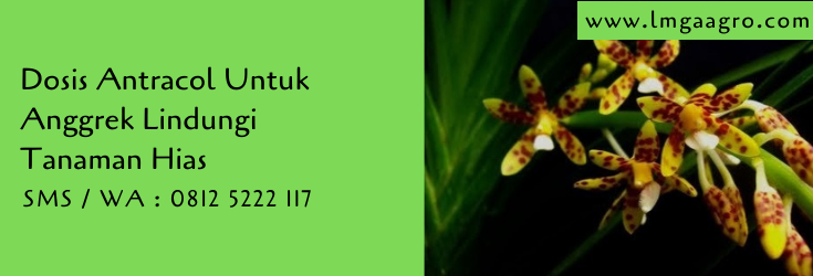 dosis antracol untuk anggrek,fungisida antracol,antracol,fungisida,pestisida,obat hama,lmga agro