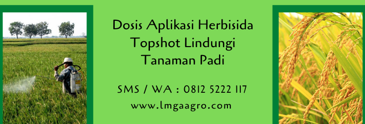 dosis aplikasi herbisida topshot,herbisida topshot,racun rumput,herbisida,pestisida,tanaman padi,lmga agro