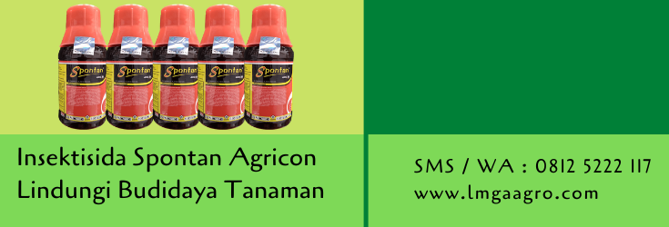 insektisida spontan,insektisida,budidaya tanaman,pertanian,petani,hama tanaman,lmga agro