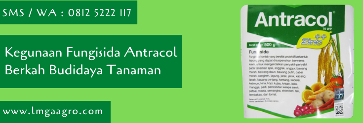 kegunaan fungisida antracol,budidaya tanaman,fungisida antracol,antracol,bayer,bayer indonesia,petani,lmga agro