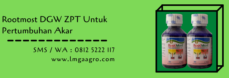rootmost,root most,zpt,zat pengatur tumbuh,budidaya tanaman,pertanian,petani,akar tumbuhan,lmga agro