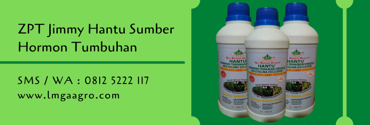 zpt,zat pengatur tumbuh,budidaya tanaman,jimmy hantu,hormon tumbuhan,lmga agro