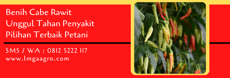 benih cabe rawit unggul tahan penyakit,benih cabe,cabe rawit,budidaya tanaman,budidaya cabe,lmga agro