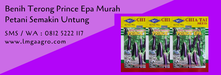 benih terong prince epa,terong,terong ungu,benih terong,budidaya terong,lmga agro
