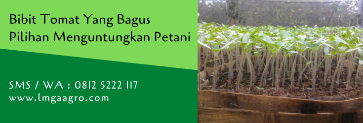 bibit tomat yang bagus,bibit tomat,benih tomat,budidaya tomat,lmga agro