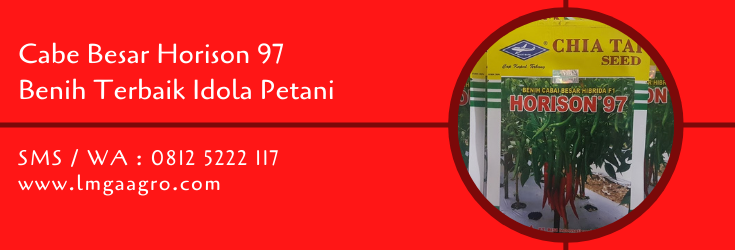 cabe besar horison 97,benih cabe,budidaya cabe,cabe besar,petani,pertanian,lmga agro