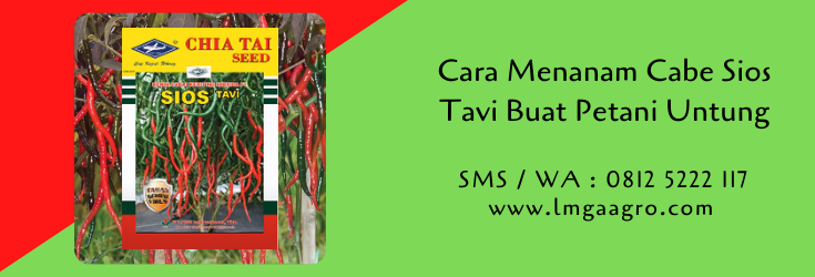 cara menanam cabe sios tavi,cara menanam cabe,benih cabe,budidaya cabe,petani,lmga agro