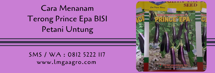cara menanam terong prince epa,cara menanam terong,budidaya terong,petani,lmga agro