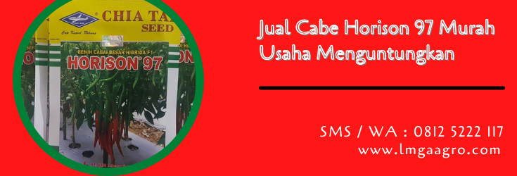 jual cabe horison 97,cabe horison 97,budidaya cabe,tanaman cabe,petani,lmga agro