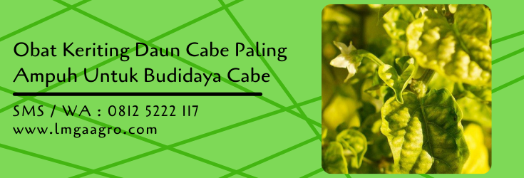 obat keriting daun cabe paling ampuh,budidaya cabe,tanaman cabe,lmga agro