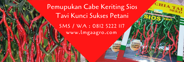 pemupukan cabe keriting sios tavi,pemupukan cabe,budidaya cabe,benih cabe,lmga agro