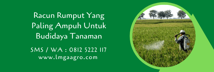 racun rumput yang paling ampuh,budidaya tanaman,herbisida,racun rumput,pertanian,lmga agro