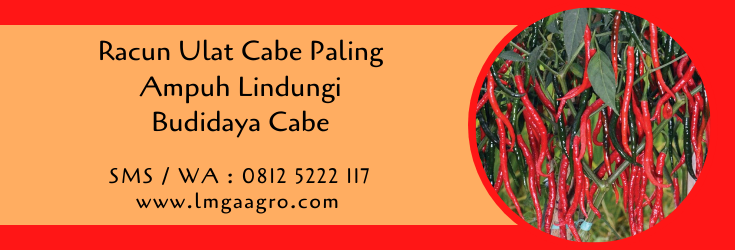 racun ulat cabe paling ampuh,obat hama,pestisida,budidaya cabe,petani cabe,lmga agro
