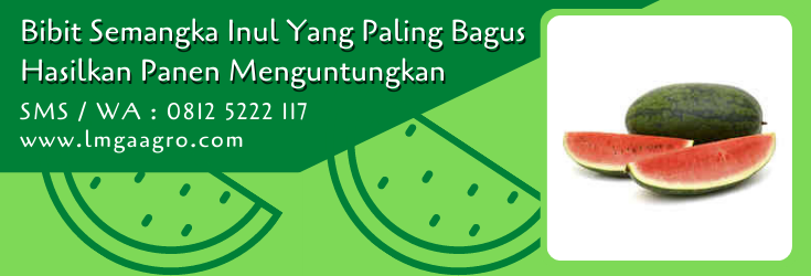 bibit semangka inul yang paling bagus,bibit semangka,benih semangka,budidaya semangka,buah semangka,semangka,lmga agro
