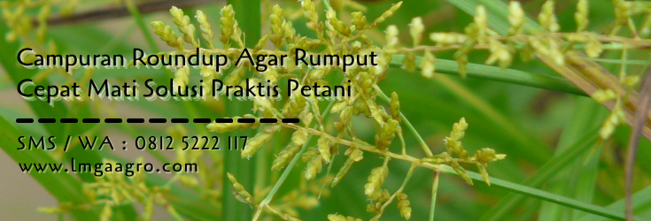 campuran roundup agar rumput cepat mati,roundup,herbisida,racun rumput,lmga agro