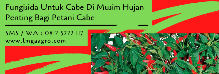 fungisida untuk cabe di musim hujan,fungisida cabe,budidaya cabe,lmga agro