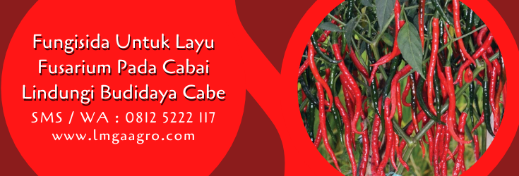 fungisida untuk layu fusarium pada cabai,fungisida,budidaya cabe,tanaman cabe,lmga agro