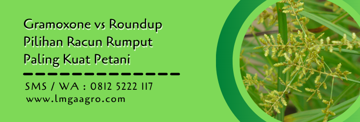 gramoxone vs roundup,herbisida,racun rumput,obat rumput,budidaya tanaman,lmga agro