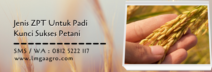 jenis zpt untuk padi,zpt,zat pengatur tumbuh,tanaman padi,lmga agro
