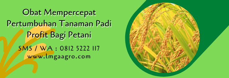 obat mempercepat pertumbuhan tanaman padi,budidaya padi,tanaman padi,petani,lmga agro