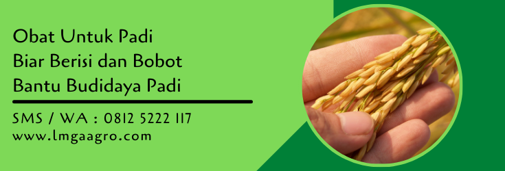 obat untuk padi biar berisi dan bobot,budidaya padi,tanaman padi,lmga agro