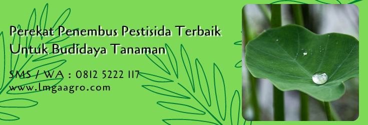 perekat penembus pestisida terbaik,perekat pestisida,budidaya tanaman,pestisida hama,lmga agro