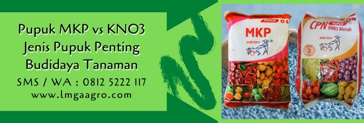 pupuk mkp vs kno3,pupuk tanaman,budidaya tanaman,pupuk majemuk,lmga agro
