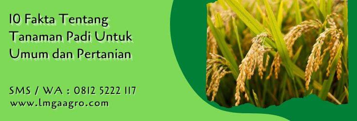 10 fakta tentang tanaman padi,tanaman padi,budidaya tanaman,padi,lmga agro