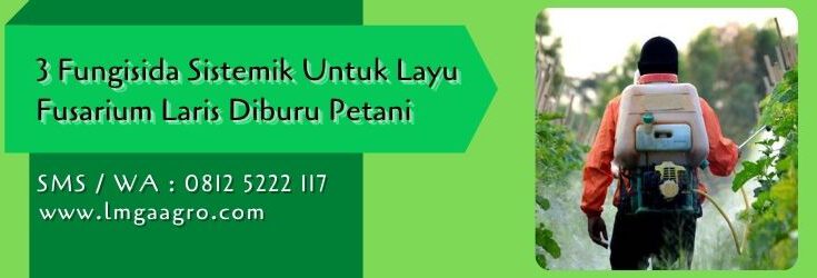 fungisida sistemik untuk layu tanaman,budidaya tanaman,layu fusarium,petani,penyakit tanaman,lmga agro