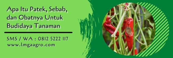 apa itu patek,budidaya tanaman,penyakit tanaman,antraknosa,lmga agro