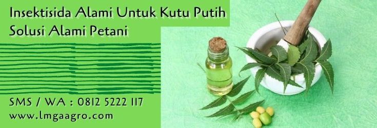 insektisida alami untuk kutu putih,hama,kutu putih,budidaya tanaman,lmga agro