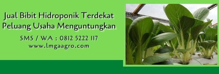 jual bibit hidroponik terdekat,hidroponik,budidaya tanaman,bibit tanaman,lmga agro