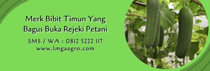 merk bibit timun yang bagus,budidaya timun,benih timun,lmga agro