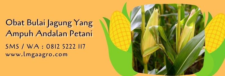 obat bulai jagung yang ampuh,budidaya jagung,benih jagung,petani,lmga agro