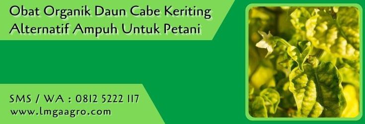 obat organik daun cabe keriting,budidaya cabe,petani cabe,lmga agro