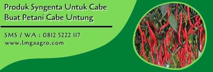 produk syngenta untuk cabe,petani cabe,budidaya cabe,tanaman cabe,pestisida,lmga agro