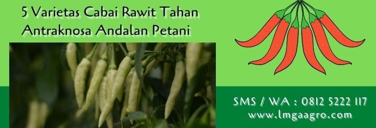 varietas cabai rawit tahan antraknosa,cabe rawit paling unggul,budidaya cabe,cabe rawit,antraknosa,petani cabe,lmga agro