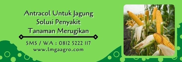 antracol untuk jagung,fungisida antracol,fungisida,obat hama,budidaya jagung,lmga agro