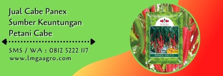 cabe panex,budidaya cabe,benih cabe,tanaman cabe,cabe merah,petani cabe,lmga agro
