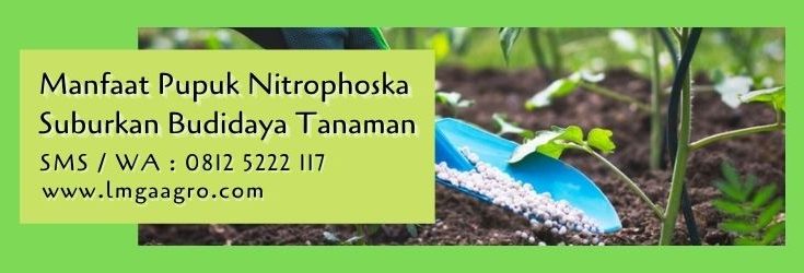 manfaat pupuk nitrophoska,pupuk npk,pupuk nitrophoska,budidaya tanaman,pemupukan,lmga agro