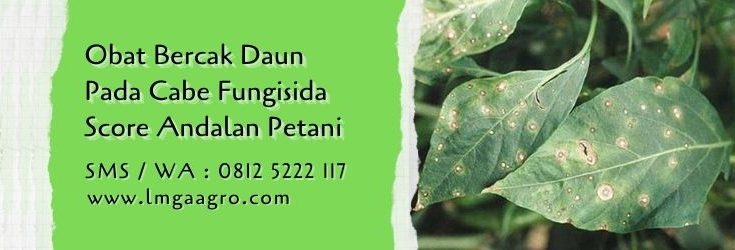 obat bercak daun pada cabe,budidaya cabe,tanaman cabe,fungisida score,fungisida,lmga agro