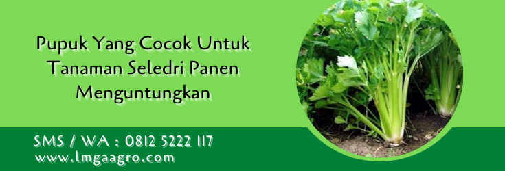 Pupuk Yang Cocok Untuk Tanaman Seledri,daun seledri,seledri,pupuk,pemupukan,lmga agro