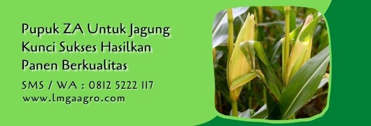 pupuk ZA untuk jagung,budidaya jagung,jagung manis,tanaman jagung,petani,lmga agro