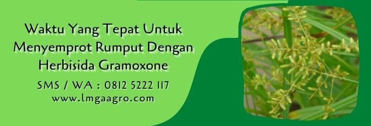 waktu yang tepat untuk menyemprot rumput,herbisida,racun rumput,gramoxone,herbisida gramoxone,lmga agro