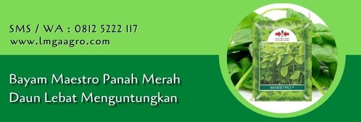 bayam maestro,bayam,daun bayam,benih bayam,budidaya bayam,lmga agro