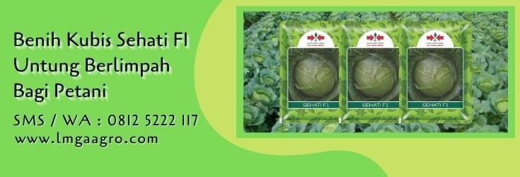 benih kubis sehati F1,kubis,benih kubis,petani,sayuran hijau.sayuran,lmga agro